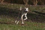 WHIPPET 402